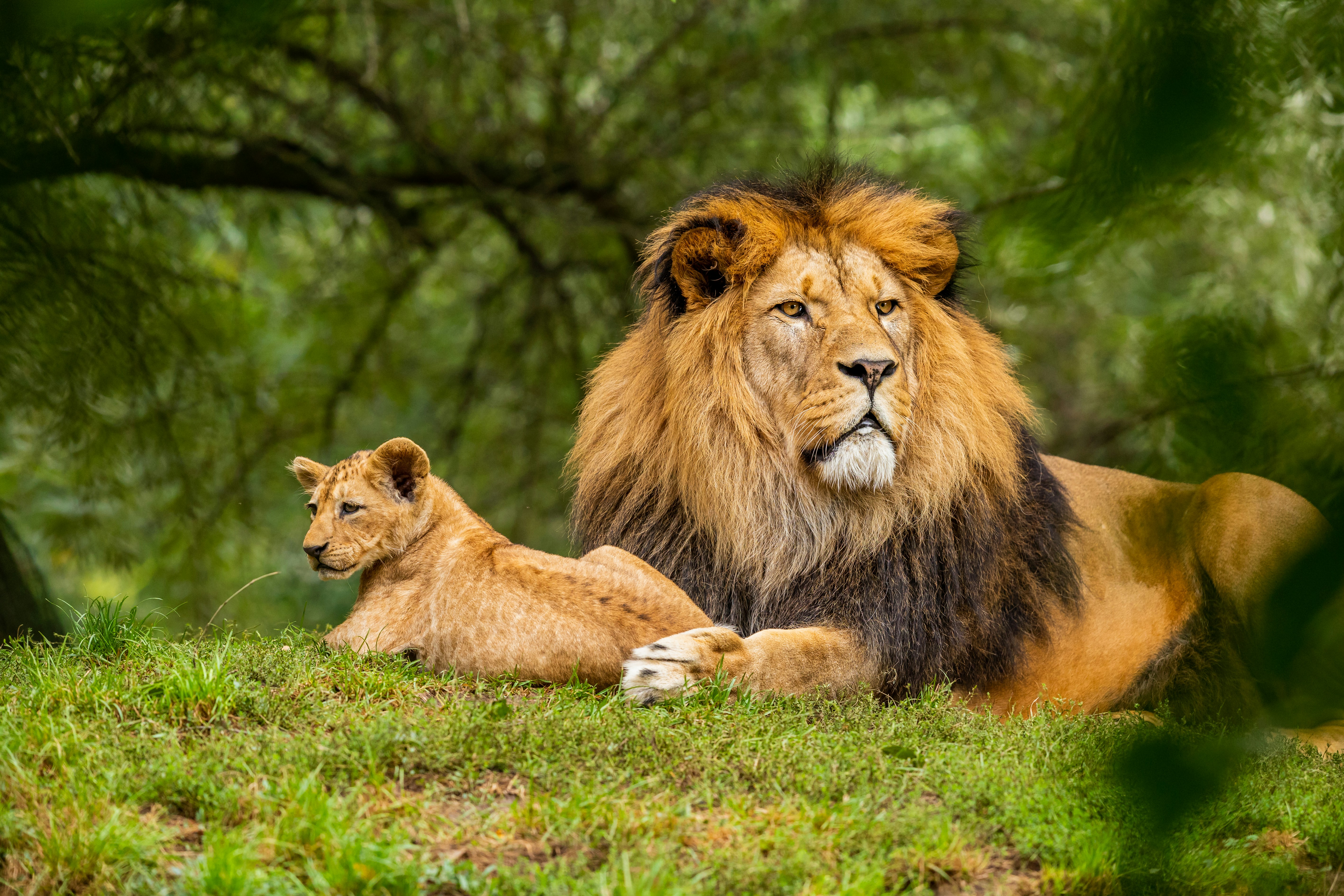 Lion and cub in safari setting
