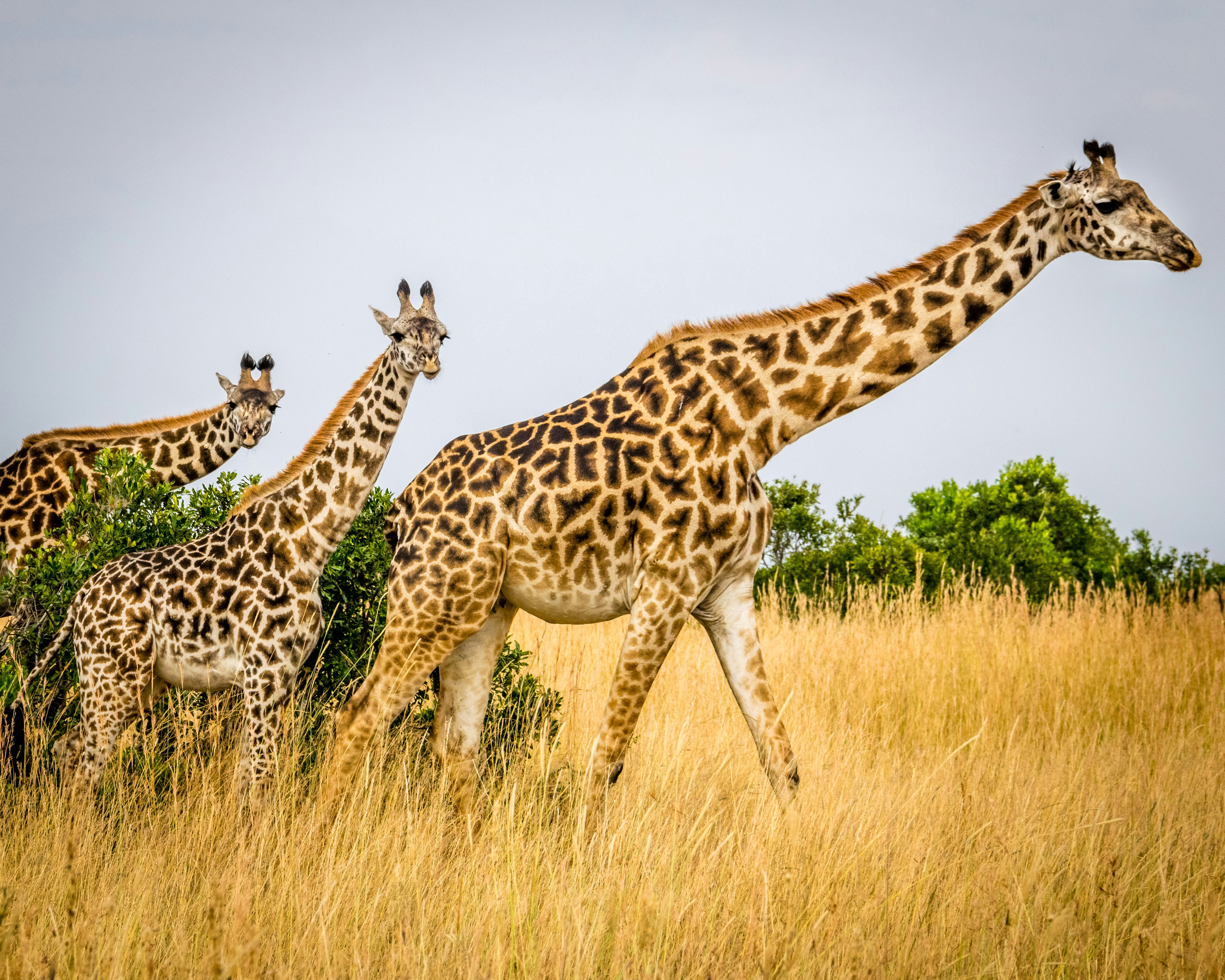 Giraffes in grassland